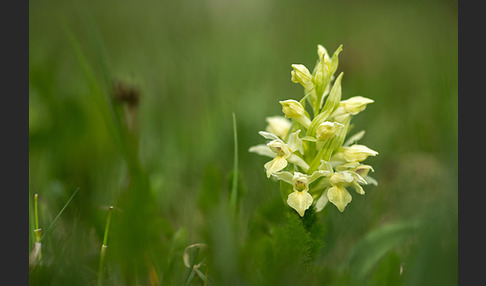 Holunder-Knabenkraut (Dactylorhiza sambucina)