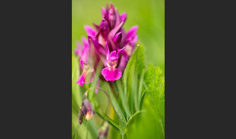 Holunder-Knabenkraut (Dactylorhiza sambucina)