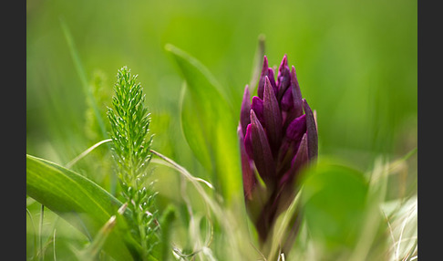 Holunder-Knabenkraut (Dactylorhiza sambucina)