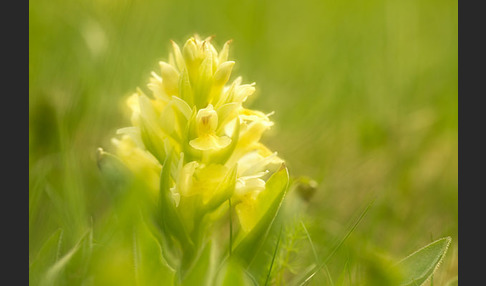 Holunder-Knabenkraut (Dactylorhiza sambucina)