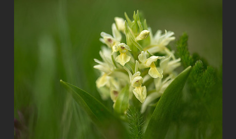 Holunder-Knabenkraut (Dactylorhiza sambucina)