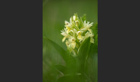 Holunder-Knabenkraut (Dactylorhiza sambucina)