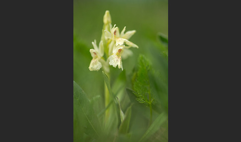 Holunder-Knabenkraut (Dactylorhiza sambucina)