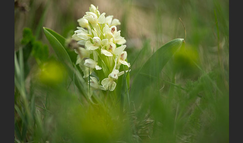 Holunder-Knabenkraut (Dactylorhiza sambucina)