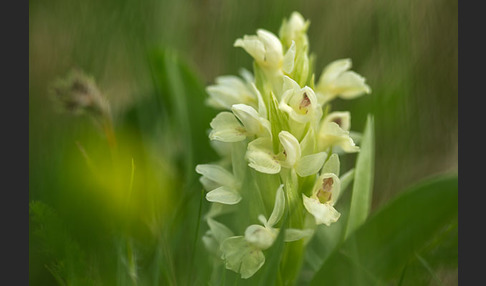 Holunder-Knabenkraut (Dactylorhiza sambucina)