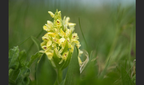 Holunder-Knabenkraut (Dactylorhiza sambucina)