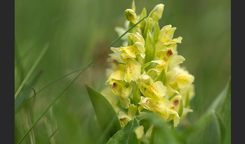 Holunder-Knabenkraut (Dactylorhiza sambucina)