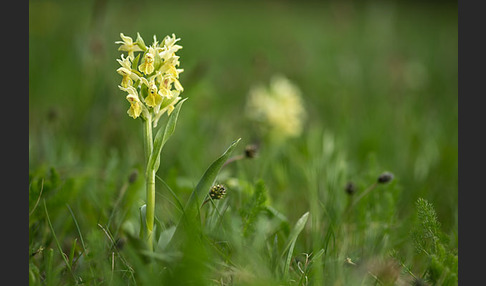 Holunder-Knabenkraut (Dactylorhiza sambucina)