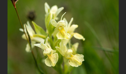 Holunder-Knabenkraut (Dactylorhiza sambucina)