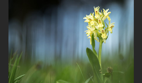 Holunder-Knabenkraut (Dactylorhiza sambucina)