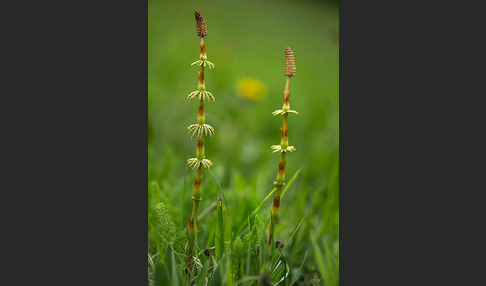 Wald-Schachtelhalm (Equisetum sylvaticum)