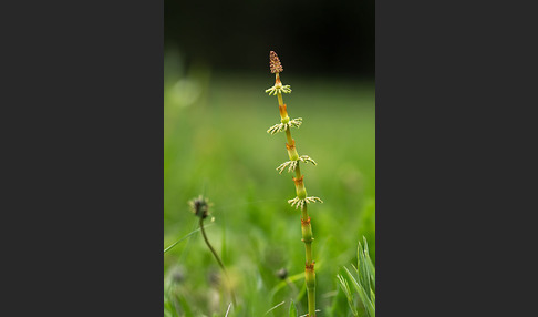 Wald-Schachtelhalm (Equisetum sylvaticum)