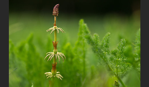 Wald-Schachtelhalm (Equisetum sylvaticum)