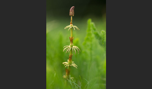 Wald-Schachtelhalm (Equisetum sylvaticum)