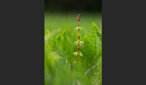 Wald-Schachtelhalm (Equisetum sylvaticum)