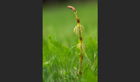 Wald-Schachtelhalm (Equisetum sylvaticum)