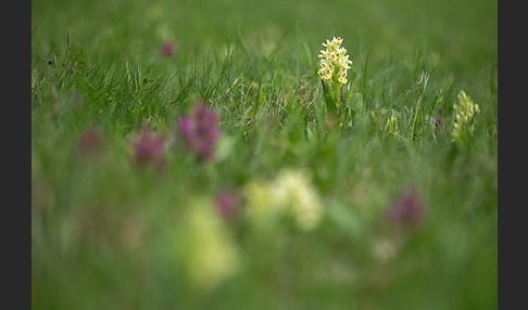 Holunder-Knabenkraut (Dactylorhiza sambucina)