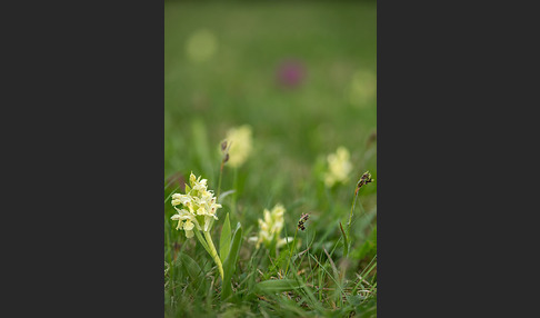 Holunder-Knabenkraut (Dactylorhiza sambucina)