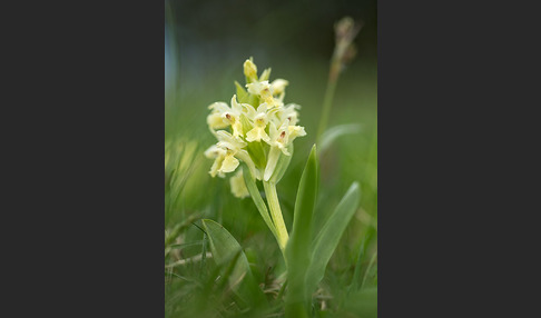 Holunder-Knabenkraut (Dactylorhiza sambucina)