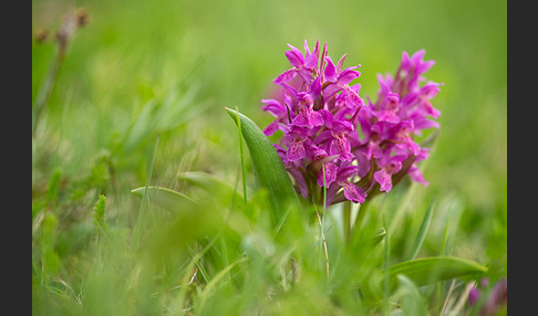 Holunder-Knabenkraut (Dactylorhiza sambucina)