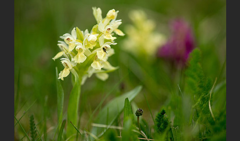 Holunder-Knabenkraut (Dactylorhiza sambucina)