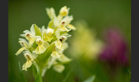 Holunder-Knabenkraut (Dactylorhiza sambucina)