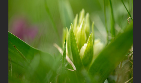 Holunder-Knabenkraut (Dactylorhiza sambucina)