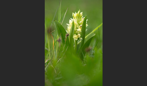 Holunder-Knabenkraut (Dactylorhiza sambucina)