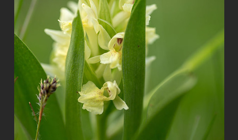 Holunder-Knabenkraut (Dactylorhiza sambucina)