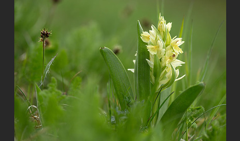 Holunder-Knabenkraut (Dactylorhiza sambucina)