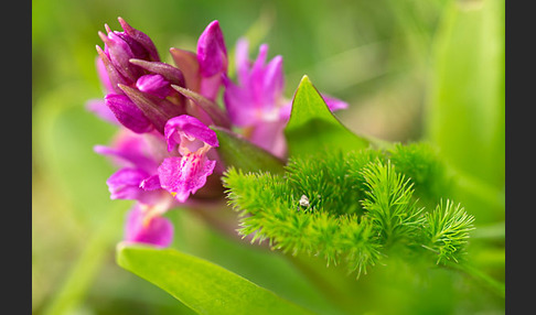 Holunder-Knabenkraut (Dactylorhiza sambucina)