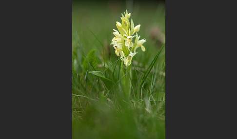 Holunder-Knabenkraut (Dactylorhiza sambucina)