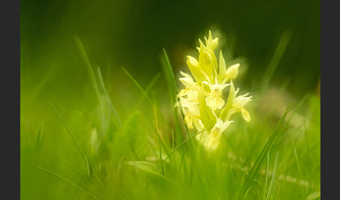 Holunder-Knabenkraut (Dactylorhiza sambucina)