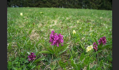 Holunder-Knabenkraut (Dactylorhiza sambucina)