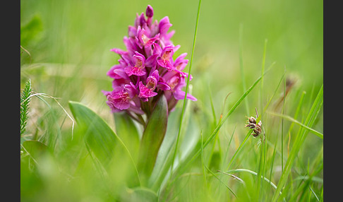 Holunder-Knabenkraut (Dactylorhiza sambucina)