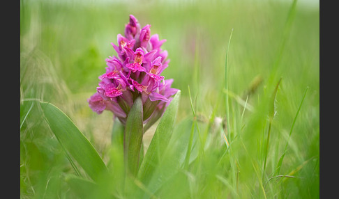 Holunder-Knabenkraut (Dactylorhiza sambucina)