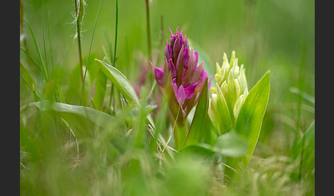 Holunder-Knabenkraut (Dactylorhiza sambucina)