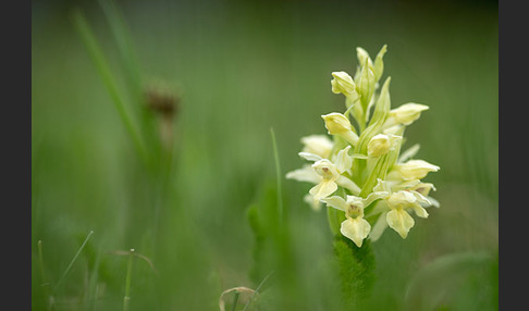 Holunder-Knabenkraut (Dactylorhiza sambucina)