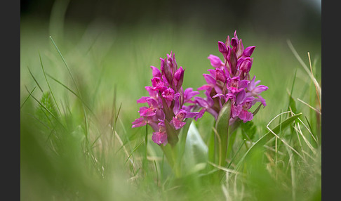 Holunder-Knabenkraut (Dactylorhiza sambucina)