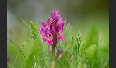 Holunder-Knabenkraut (Dactylorhiza sambucina)