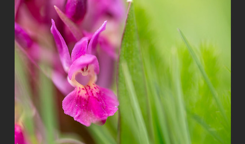 Holunder-Knabenkraut (Dactylorhiza sambucina)