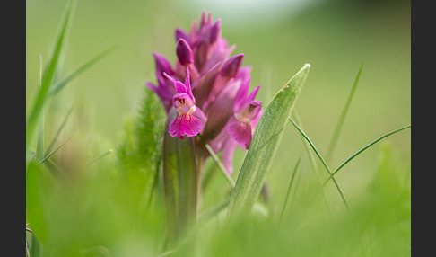 Holunder-Knabenkraut (Dactylorhiza sambucina)