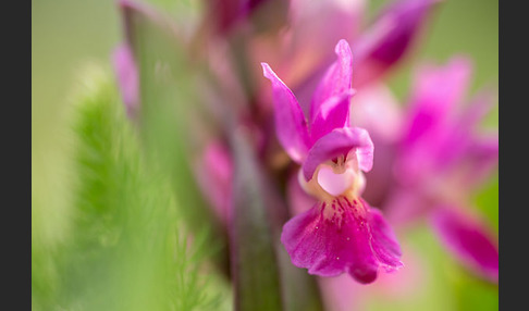 Holunder-Knabenkraut (Dactylorhiza sambucina)