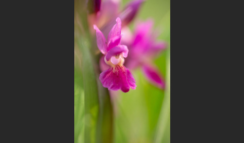 Holunder-Knabenkraut (Dactylorhiza sambucina)