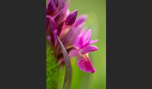 Holunder-Knabenkraut (Dactylorhiza sambucina)