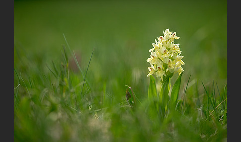 Holunder-Knabenkraut (Dactylorhiza sambucina)