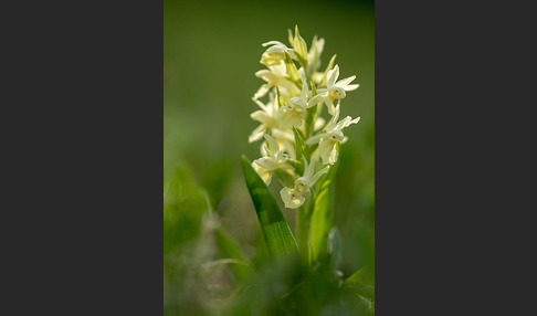 Holunder-Knabenkraut (Dactylorhiza sambucina)