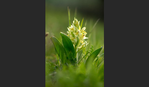 Holunder-Knabenkraut (Dactylorhiza sambucina)