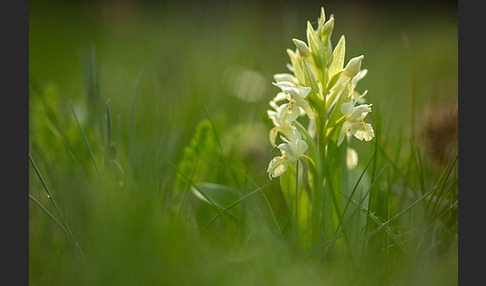 Holunder-Knabenkraut (Dactylorhiza sambucina)