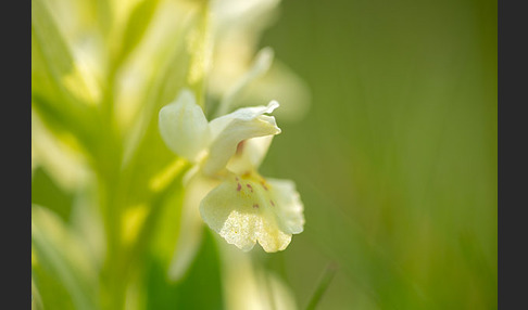 Holunder-Knabenkraut (Dactylorhiza sambucina)